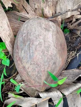 One old coconut fall from tree naturally on agricultural land Foto stock
