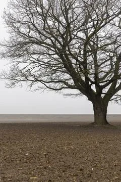 One old oak tree without leaves in the autumn season against the background o Stock Photos