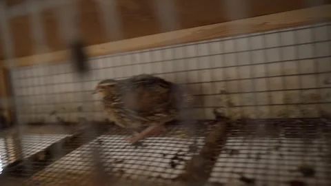 One old quail running around the cage, close-up Stock Footage 309545050