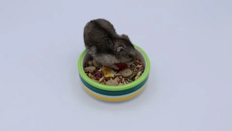 One old senior Siberian dwarf hamster Video stock 256105926