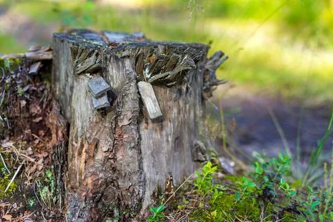 One old stump in the foreground Stock Photos