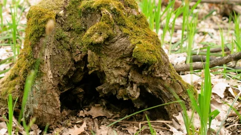 One old tree stump covered with green moss in the spring forest. 4K Stock-Footage 107839233