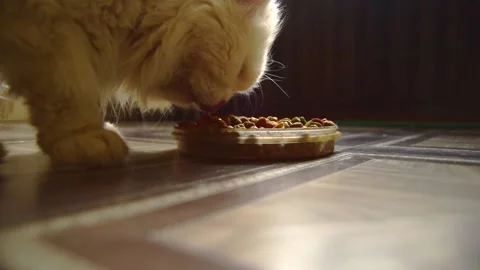 One old white angora cat eats dry food on a dark background. Stock Footage 188839189