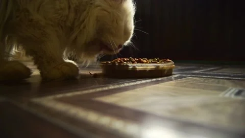 One old white angora cat eats dry food on a dark background. Close-up Stock Footage 189941025