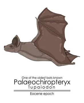 One of the oldest bat known Stock Illustration