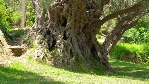 One of oldest living olive tree, 2000 years old, Budva, Montenegro Stock Footage 119886002