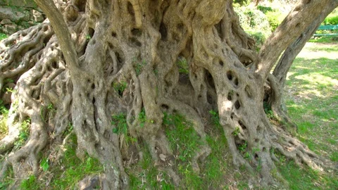 One of oldest living olive tree, 2000 years old, Budva, Montenegro Stock Footage 119886010