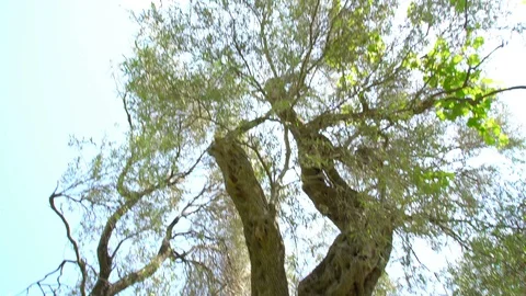 One of oldest living olive tree, 2000 years old, Budva, Montenegro Stock Footage 119886015