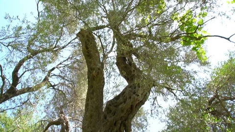 One of oldest living olive tree, 2000 years old, Budva, Montenegro Stock Footage 119886021