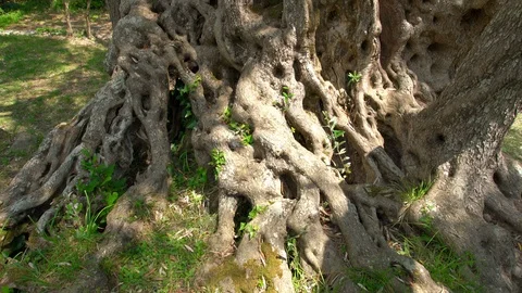 One of oldest living olive tree, 2000 years old, Budva, Montenegro Stock Footage 119886039