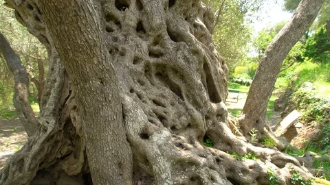 One of oldest living olive tree, 2000 years old, Budva, Montenegro Stock Footage 119886058