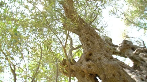 One of oldest living olive tree, 2000 years old, Budva, Montenegro Stock Footage 119886064