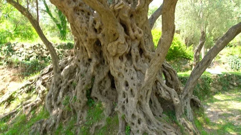 One of oldest living olive tree, 2000 years old, Budva, Montenegro Stock Footage 119886071