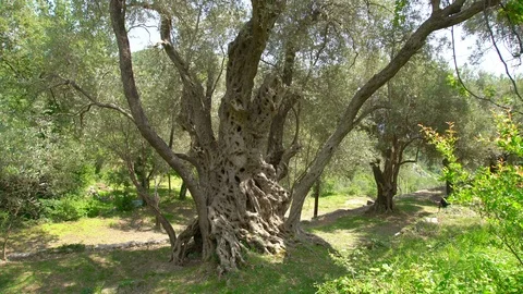 One of oldest living olive tree, 2000 years old, Budva, Montenegro Video stock 119886083