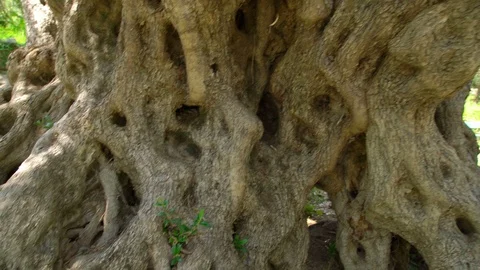 One of oldest living olive tree, 2000 years old, Budva, Montenegro Stock Footage 119888087