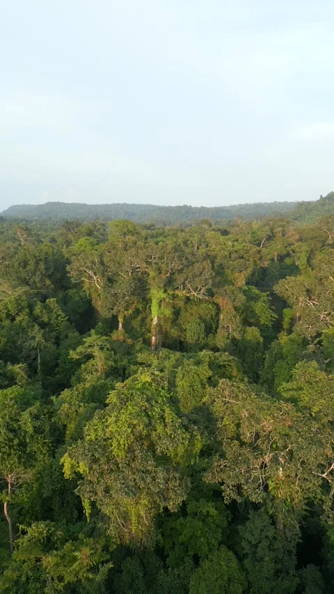 One of the oldest rainforests in the world, Stock Footage 248088765
