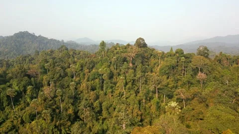 One of the oldest rainforests in the world, 스톡 동영상 248377193