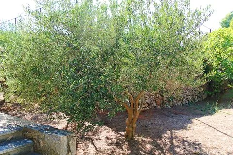 One Olive Tree in Summer Stock-Fotos