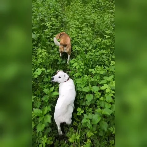 One by one. Stock Footage 140091659