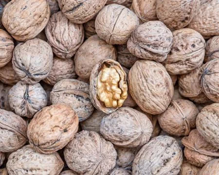 One open walnut on nutshells, tasty background Stock Photos