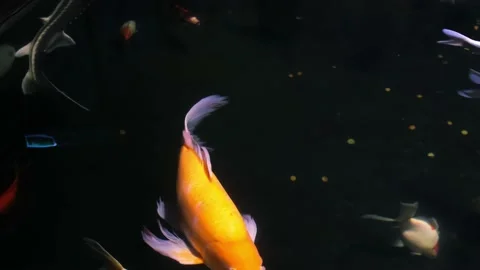 One orange koi carp fish swimming in pond with fresh clear water. Close-up.  Stock Footage 232881399