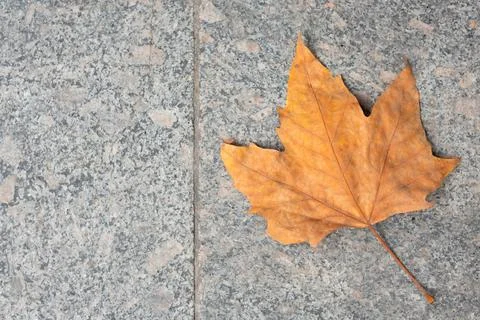 One orange leaf on grey stone. Nature beauty, autumn concept Stock Photos