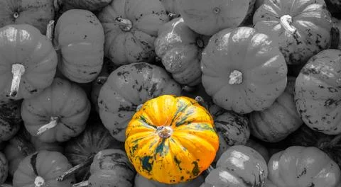 One orange pumpkin Foto stock
