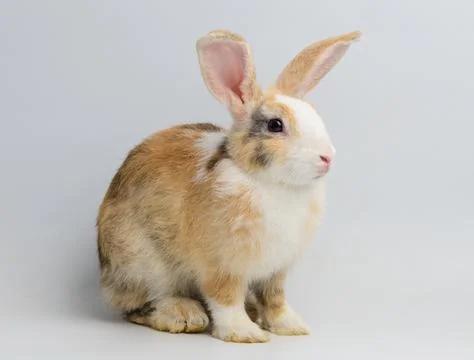 One orange rabbit on white background Stock Photos