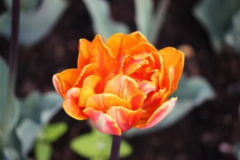 One orange variegated multi-petalled tulips grows on a flower bed. Stock Photos