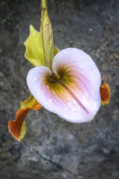One Orchid Foto stock