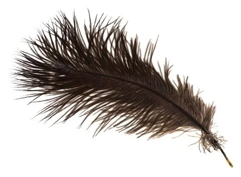 One ostrich feather on white background close up Stock Photos