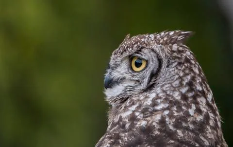 One owl in the forest Stock Photos