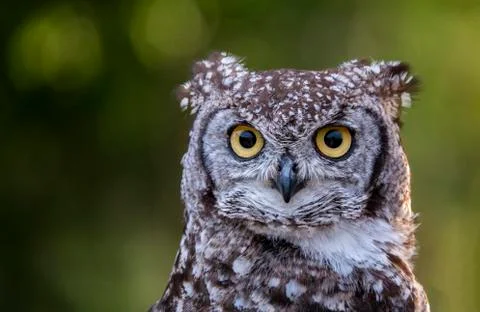 One owl in the forest Stock Photos