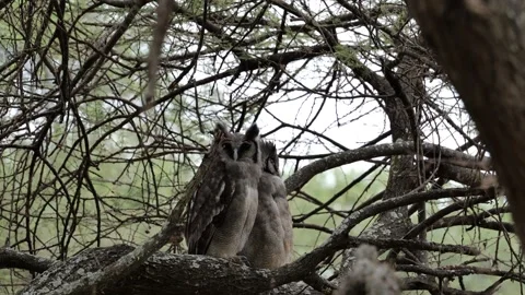 One Owl Watching, One Sleeping | Bubo lacteus Behavior in 4K Stock Footage 312201630