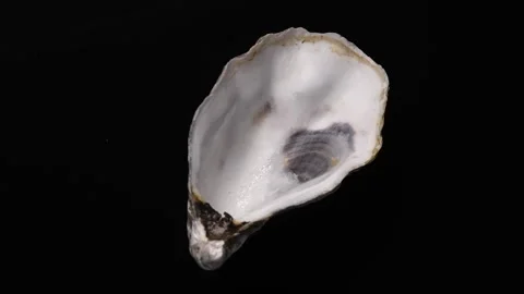 One oyster shell isolated on black background, macro shot Stock Footage 327904457