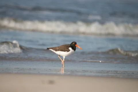 One Oystercatcher bird with orange beak standing on one leg Stock-Fotos