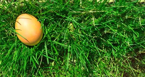 One painted Easter egg on a fresh spring meadow in bright sunlight, top view, a Stock Photos