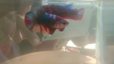 One pair betta fish Nemo Avatar Stock Footage 170051482