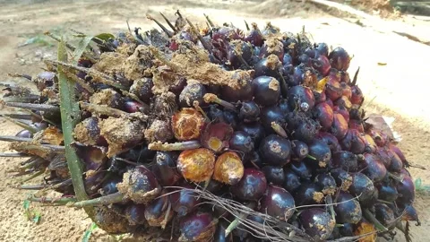 One palm fruit Video stock 230581087