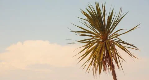 One Palm Foto stock