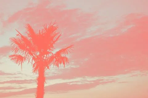 One palm tree again the sky. Stock Photos