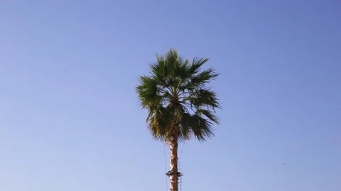 One palm tree against the blue sky on a windy day. Stock Footage 150417953