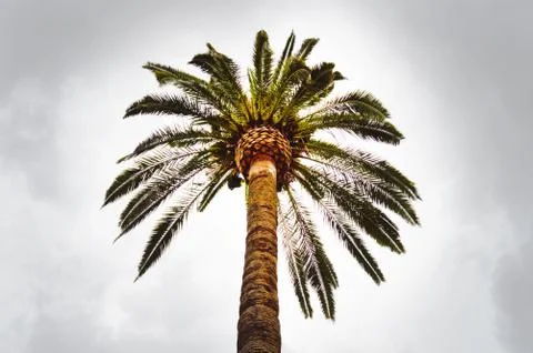 One palm tree against a cloudy gray sky, bottom view, copy space Foto stock