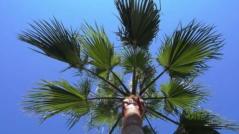One palm tree blowing in light wind breeze with blue sky background. Low angle Stock Footage 133499554