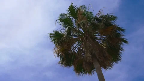 One palm tree blowing in light wind breeze with blue sky background. Low angle Stock Footage 167660564