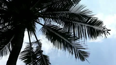One palm tree Video stock 17362403