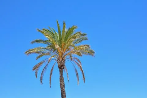 One palm tree Fotos Stock