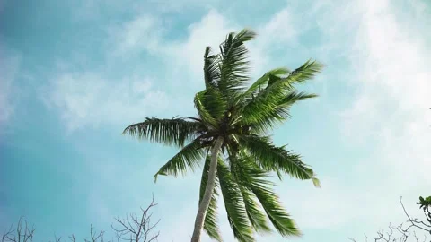 One palm tree sways in the wind against Stock Footage 146652323