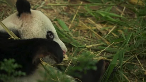One Panda Bear Eating Bamboo Stock Footage 243581806