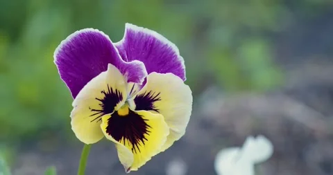 One pansy flower shivers in the wind, Viola tricolor, close up, selective focus. Stock Footage 198636772